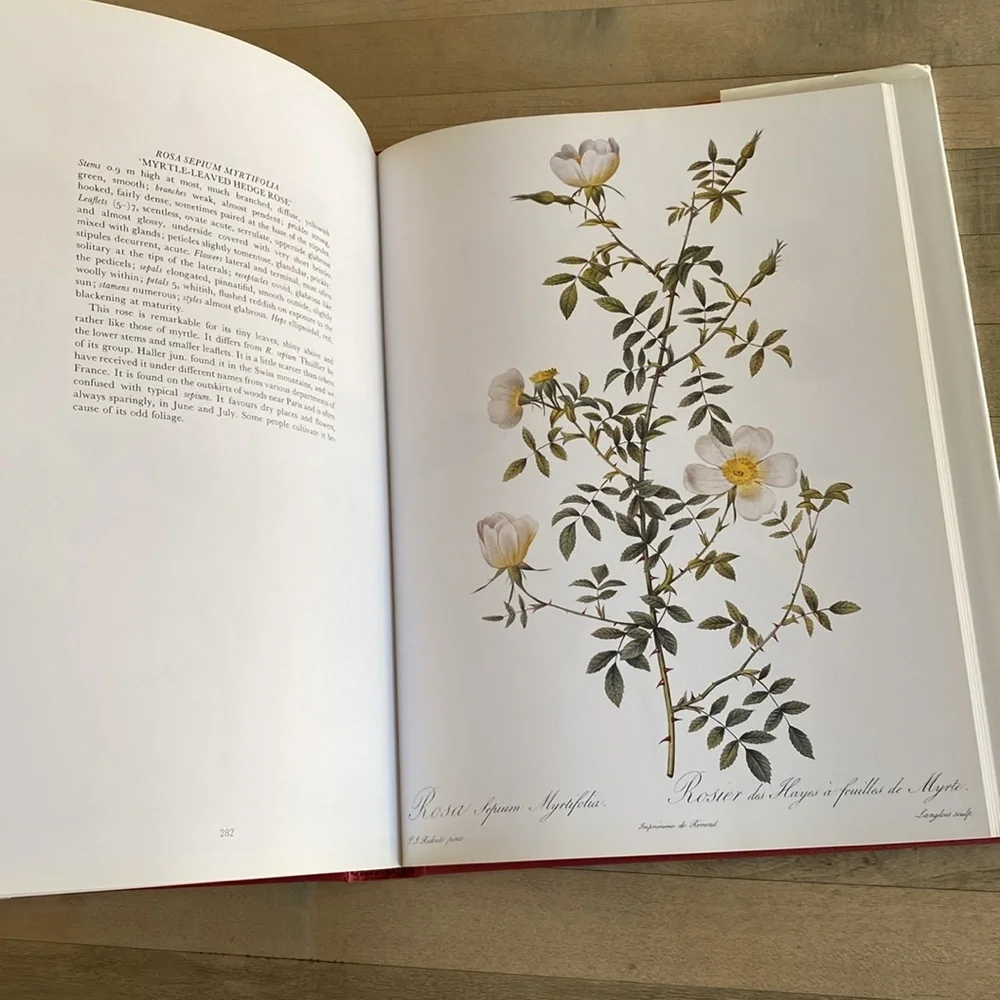 Redouté's Roses by P.J. Redouté - Picture 6 of 14